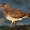 Surfbird